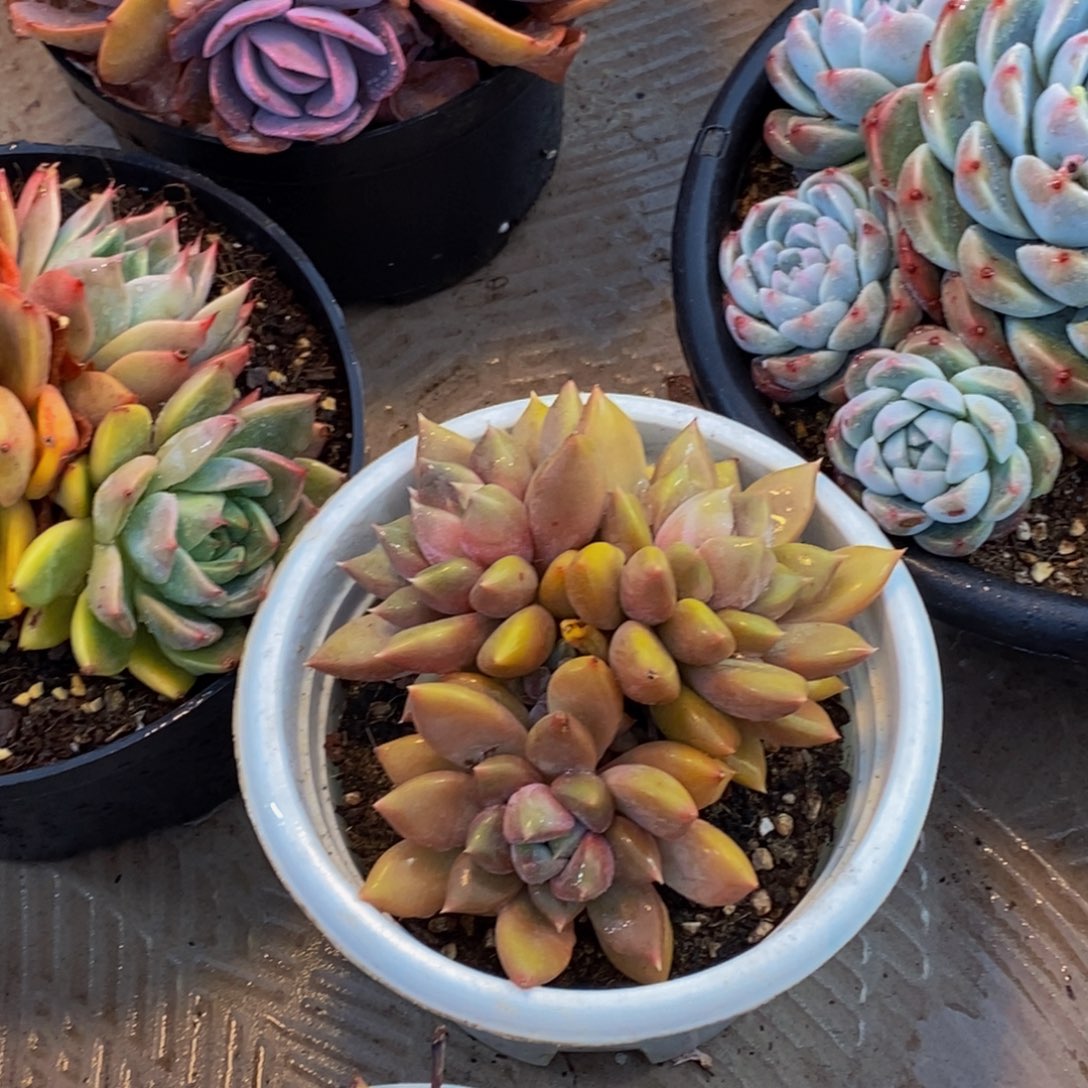 萌*哒一物一拍多肉植物