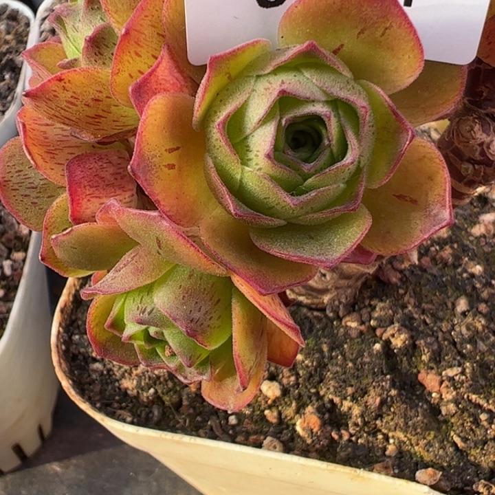 三碗114 莲忆侧芽量拍