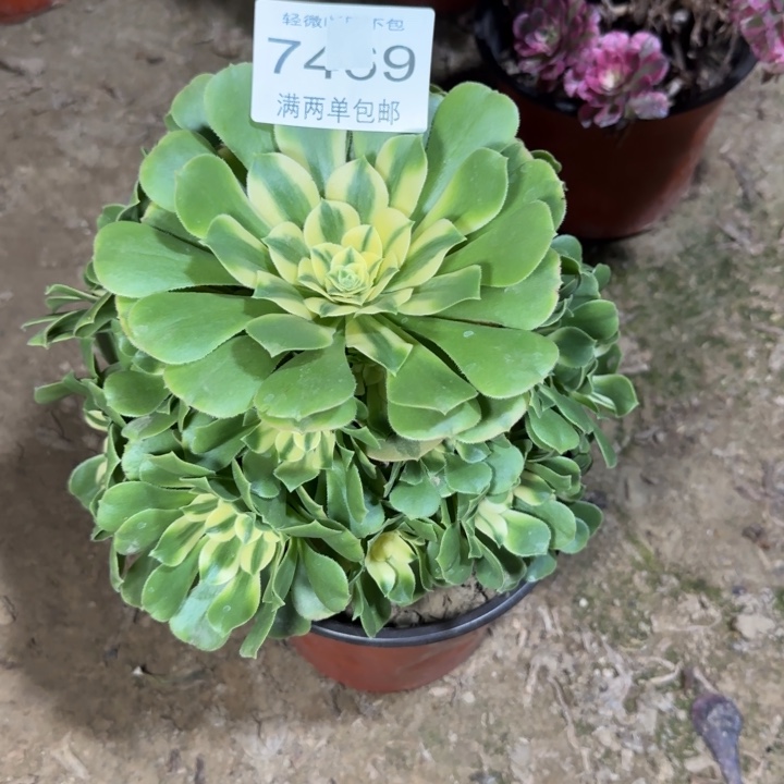 7469辛尼亚多肉植物