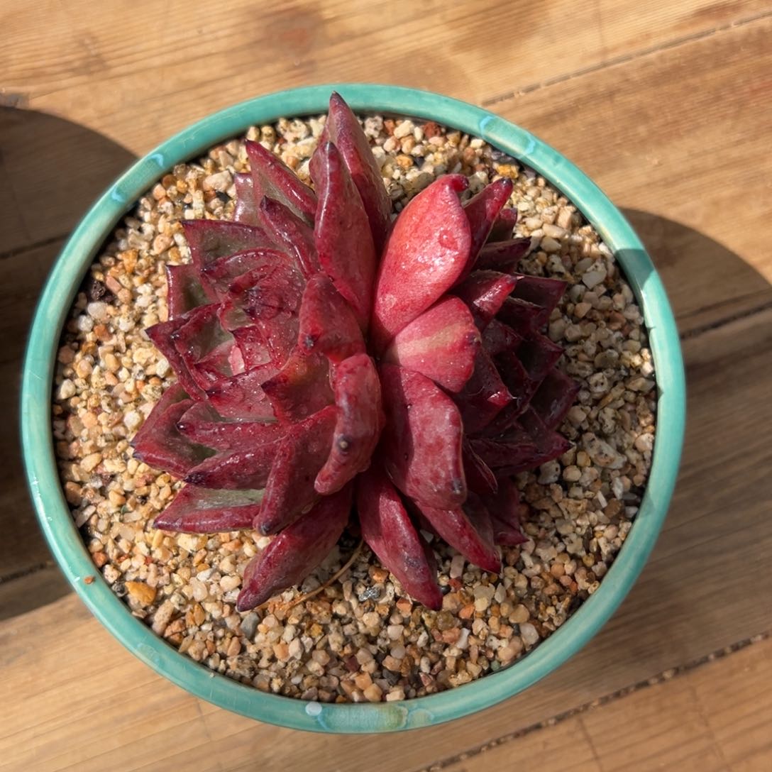 多肉一物一拍0205-酒