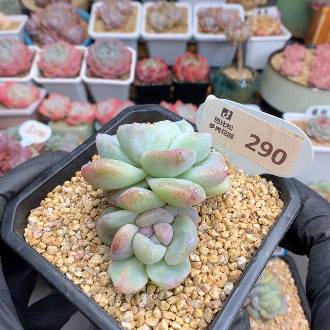 290 特冰玉石化多肉