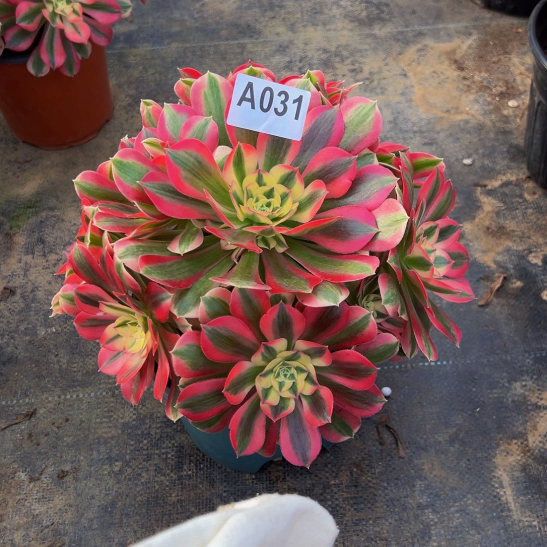 莲***无花朵粉色女巫031