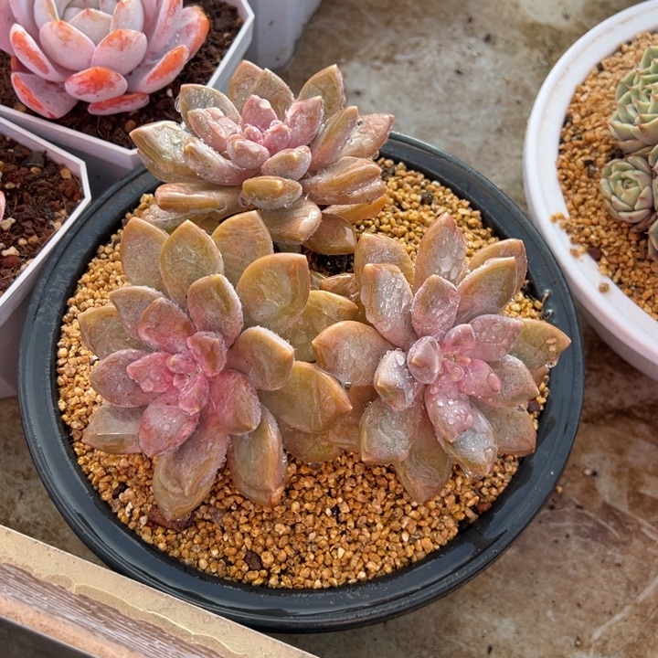 丽娜花园 阿松多肉