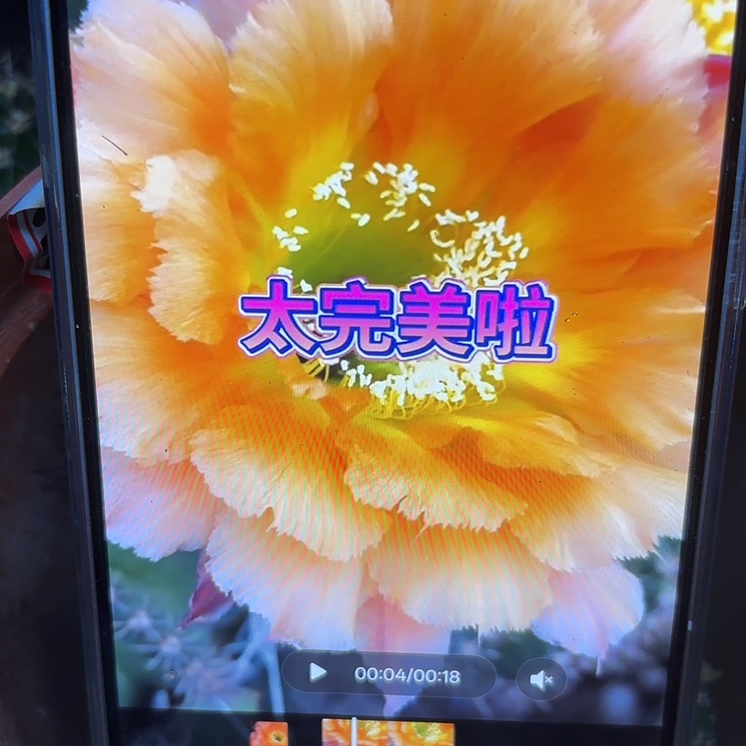 香槟彩侧牙20包邮仙人球15