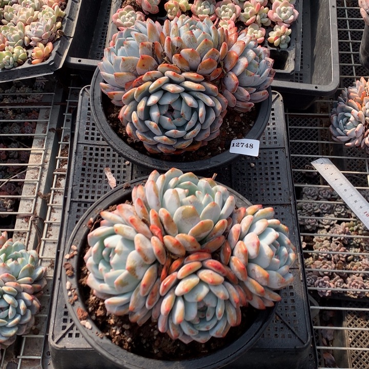 12748两个嗯嗯嗯嗯嗯嗯嗯加油