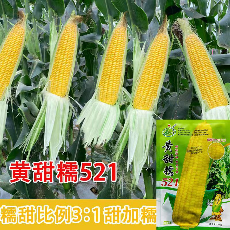 金牛星黄甜糯521黄糯玉米种子东北粘苞米籽甜加糯黄粘玉米不秃尖