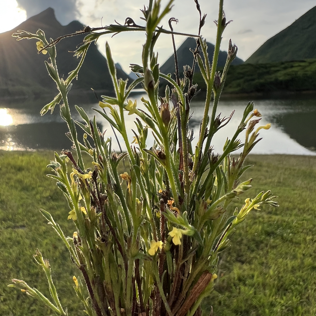 新鲜野生独脚金疳积草广西崇左本地煲汤食材