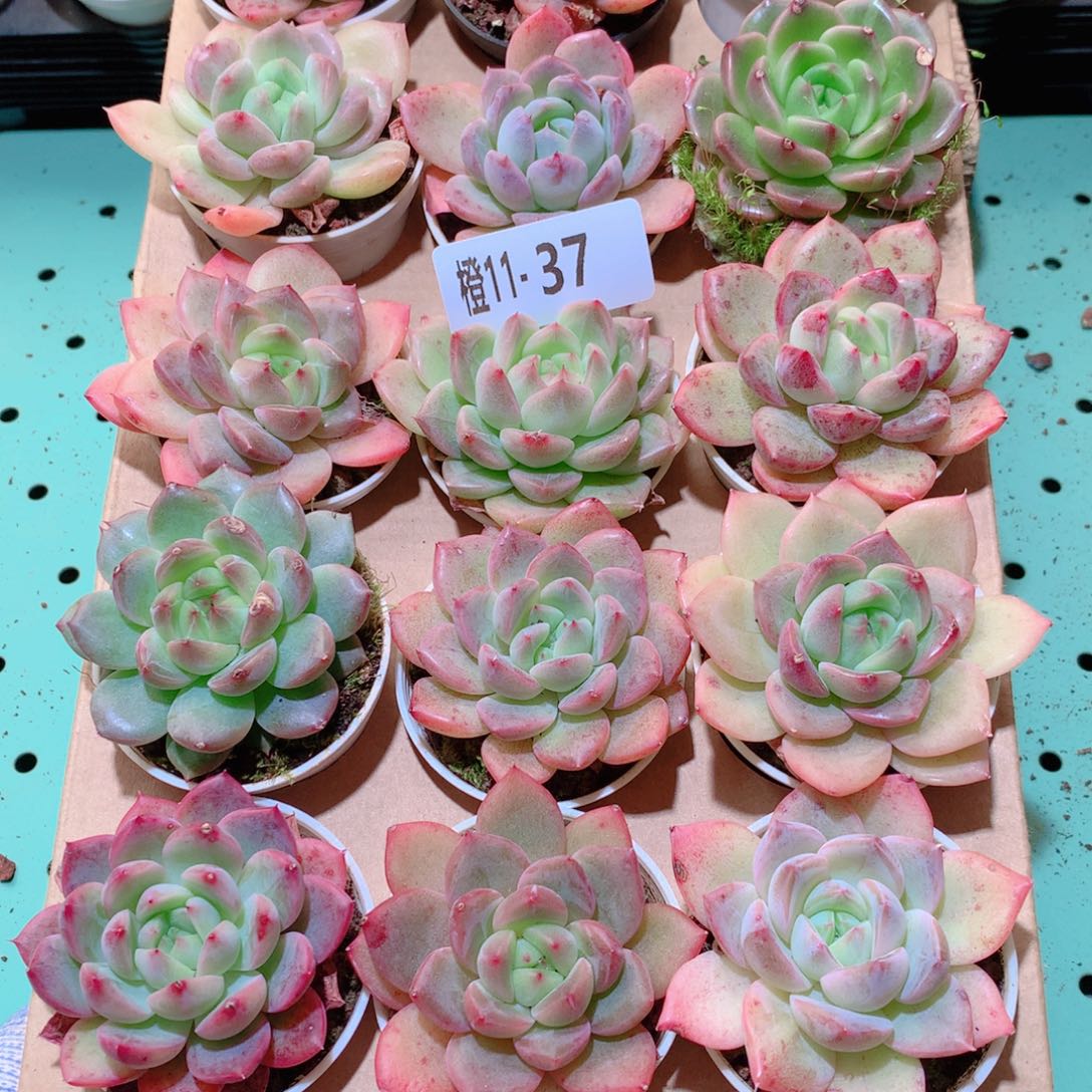 11-37一物一拍多肉带盆18颗