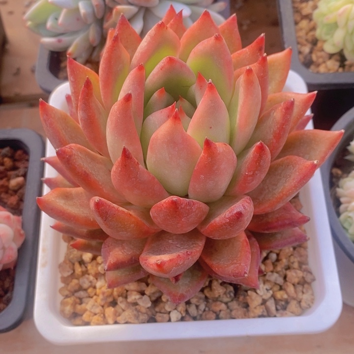 养****肉多肉乐园精品红钻