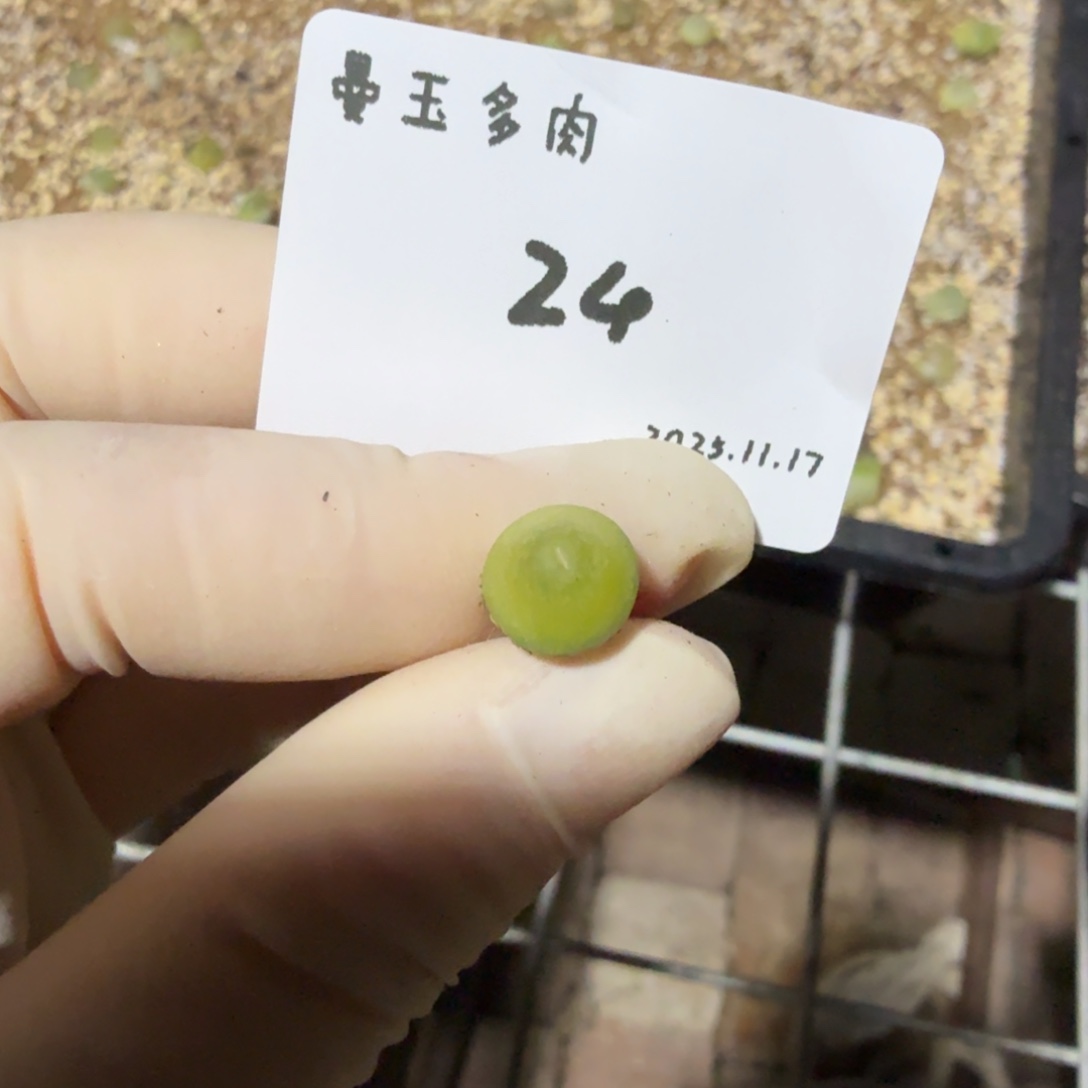 多肉多肉多肉11.17-024 大葫芦