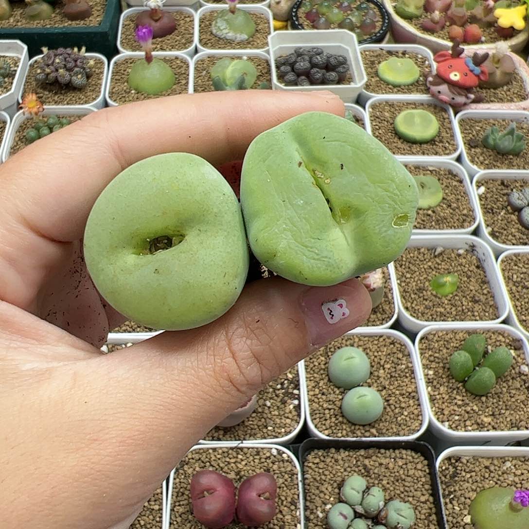 【闪购商品】小**?291 福利