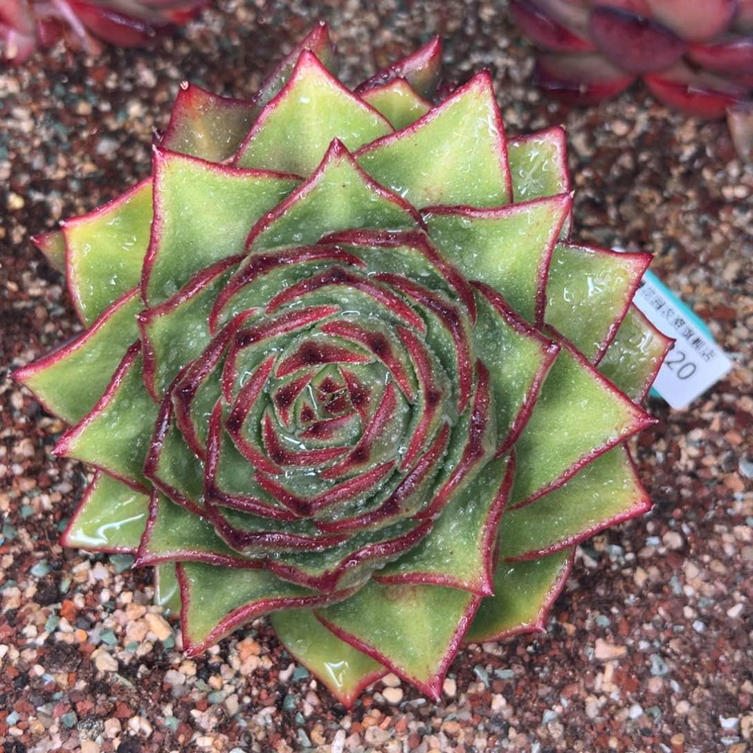 多肉一物一拍0204-320