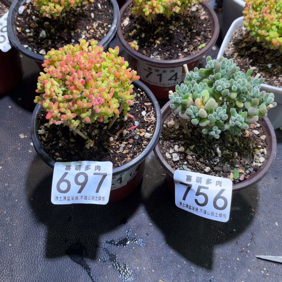 不***夫枝干番杏密橘697-冰晶756