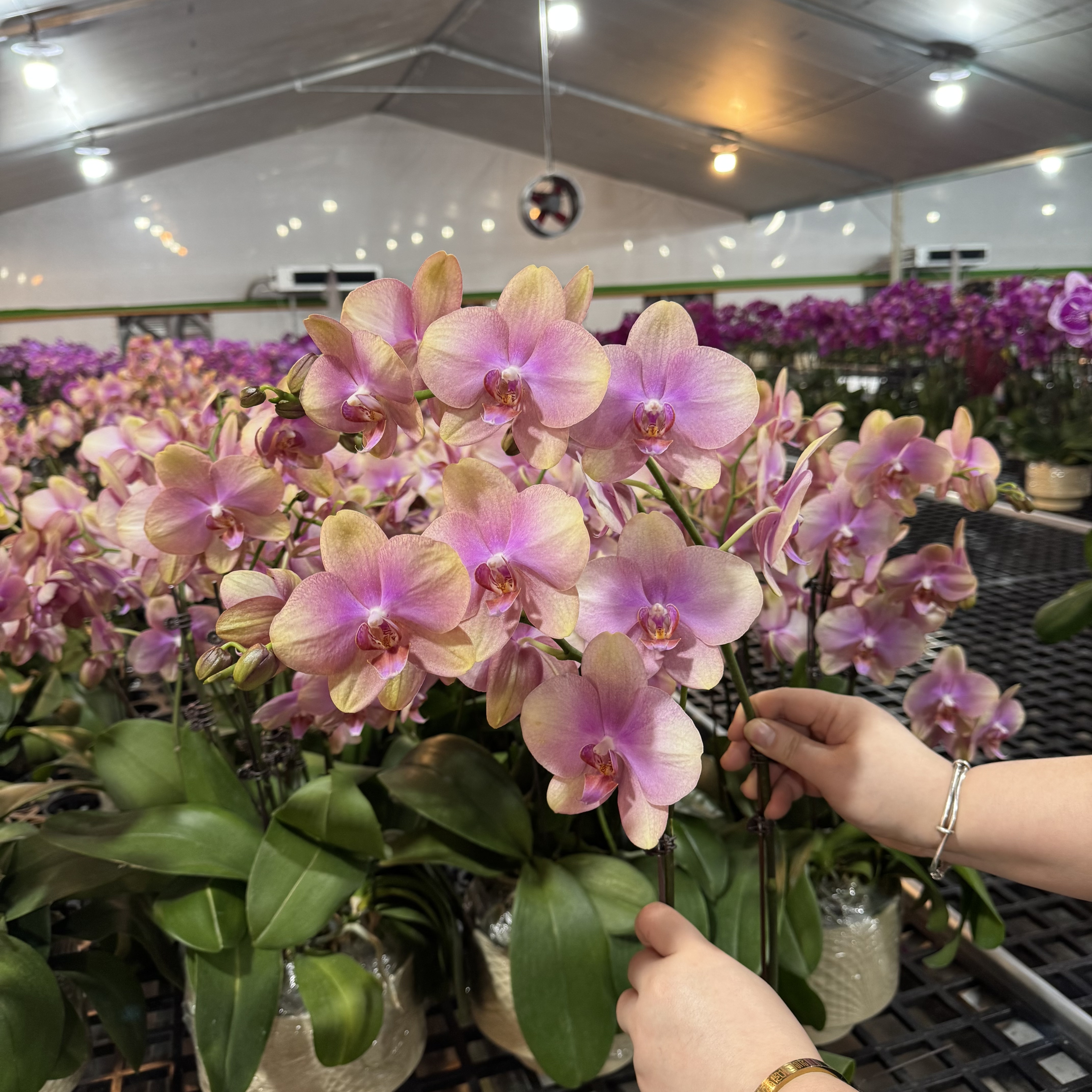 【梵高】  蝴蝶兰基地直发现货现发 耐开耐养 蝴蝶兰室内花卉