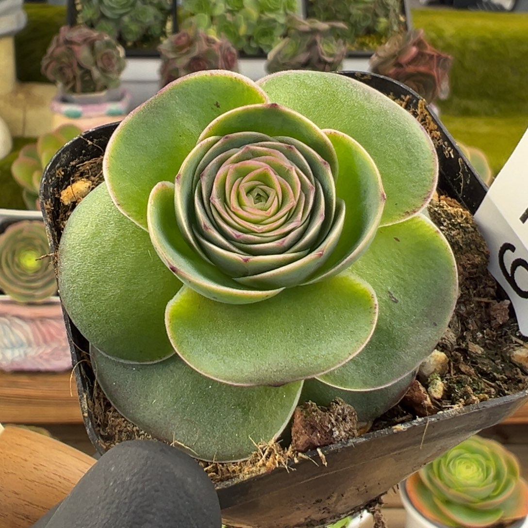 672黑紫边线优选3.8厘米