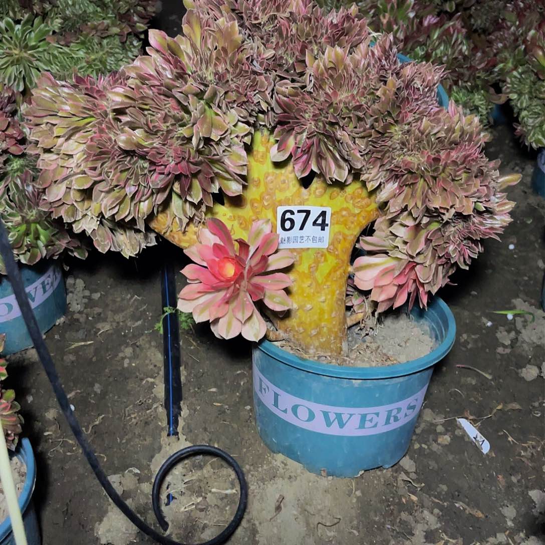 法师法师15-45包邮法师