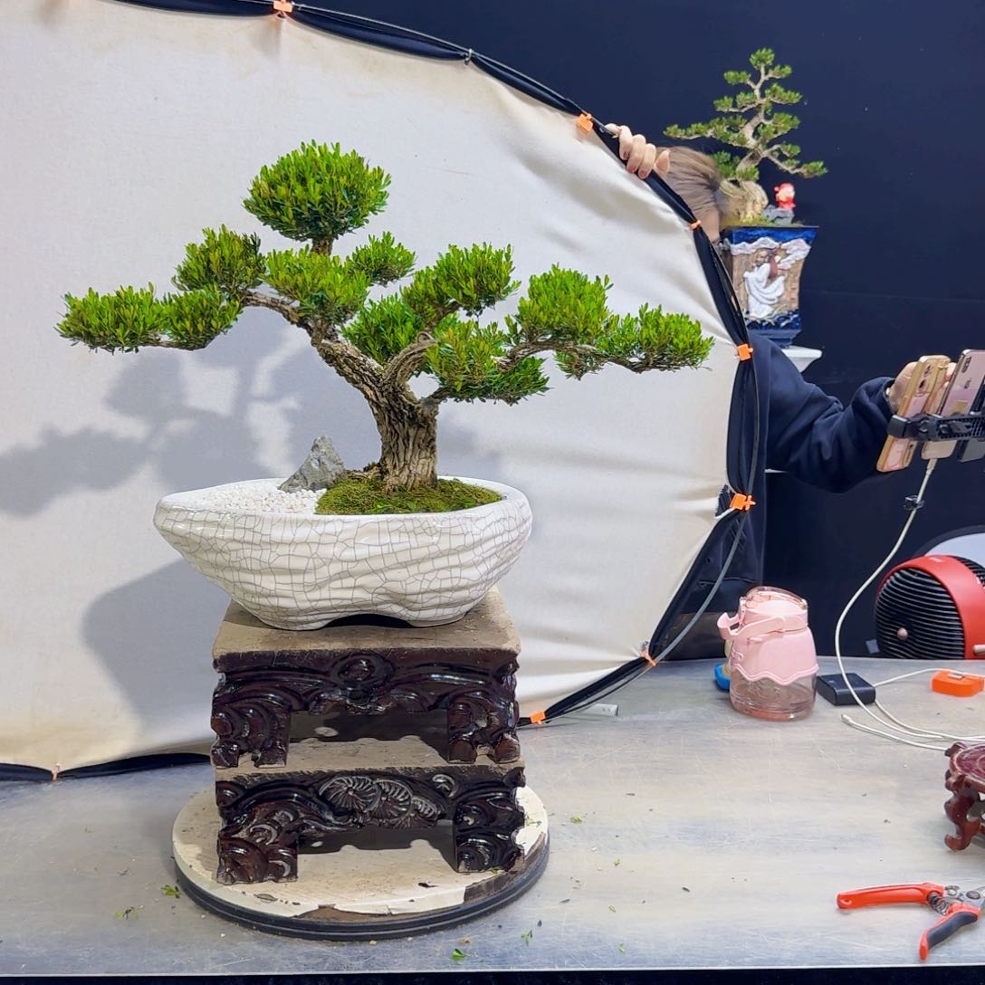 高端黄杨盆景艺术