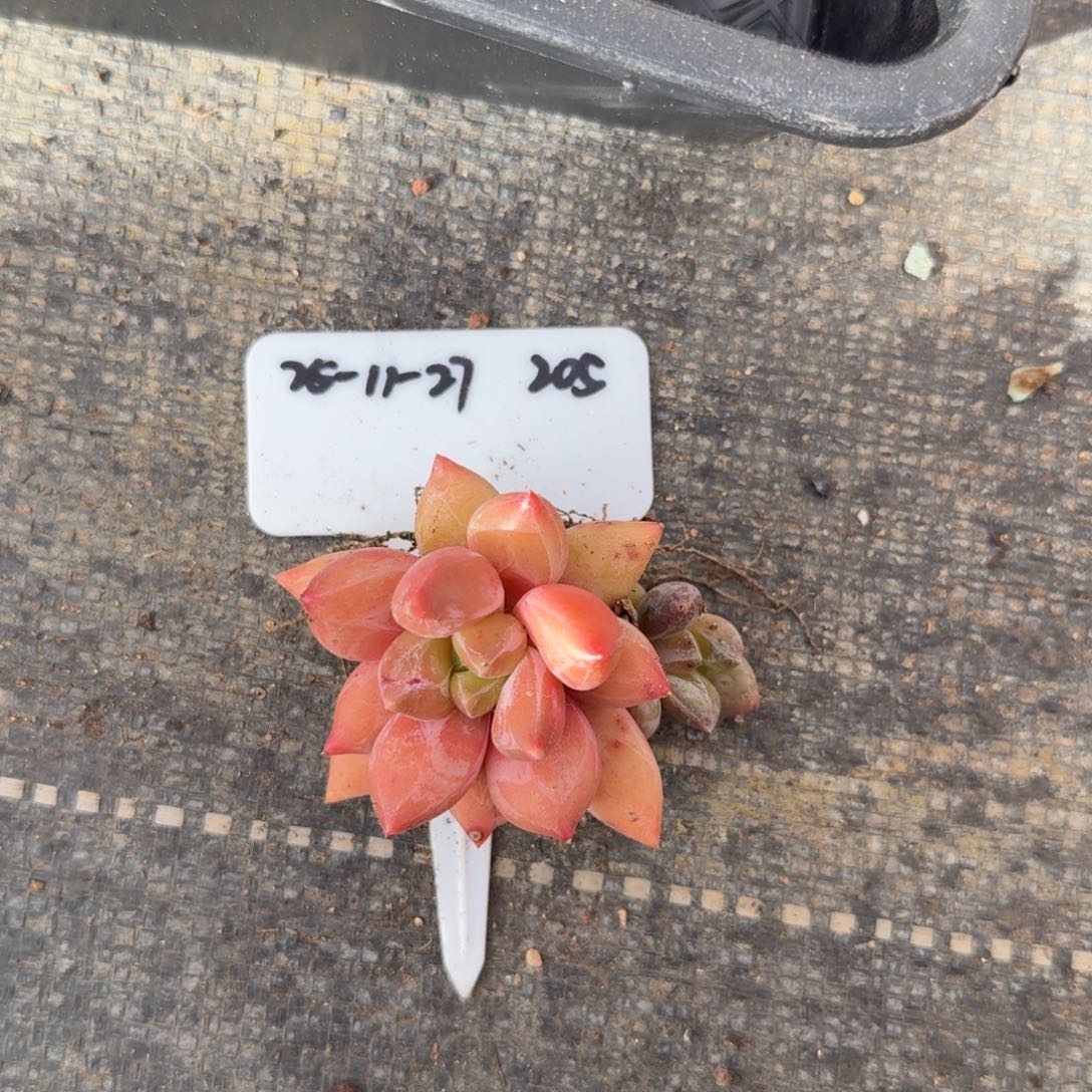 果****25-11-27一物一拍水晶球205