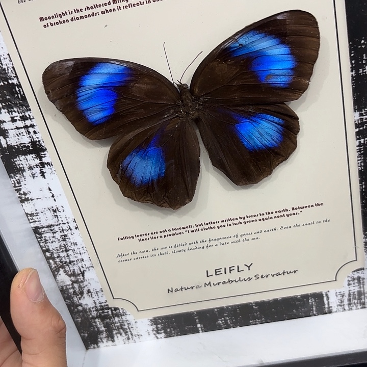 玄***岩蝴蝶标本定制112@