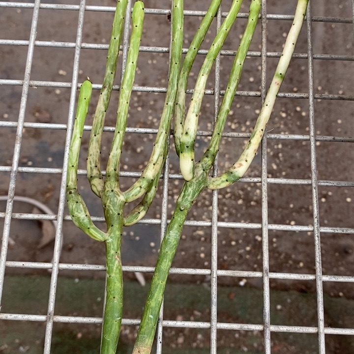 伯克利和格蕾纳等著名音乐