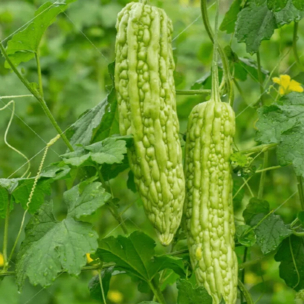 贵州大山幺妹=苦瓜 本地新鲜农家自种老品种苦瓜清热凉瓜