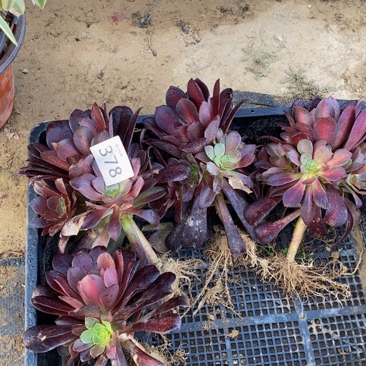 378美杜莎中班4颗新zhuang