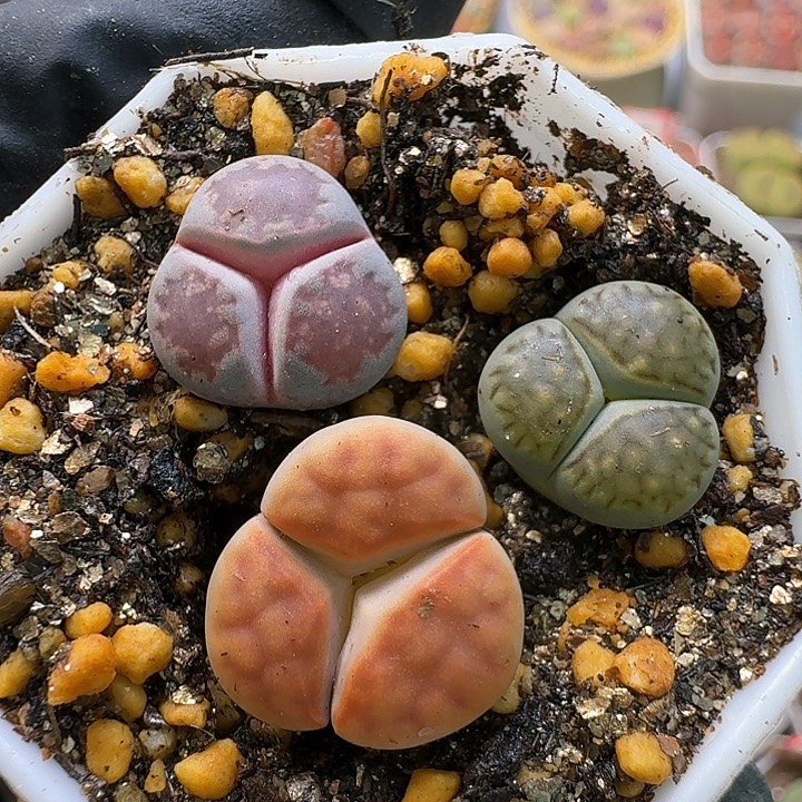 怼***了生石花1111111。   373