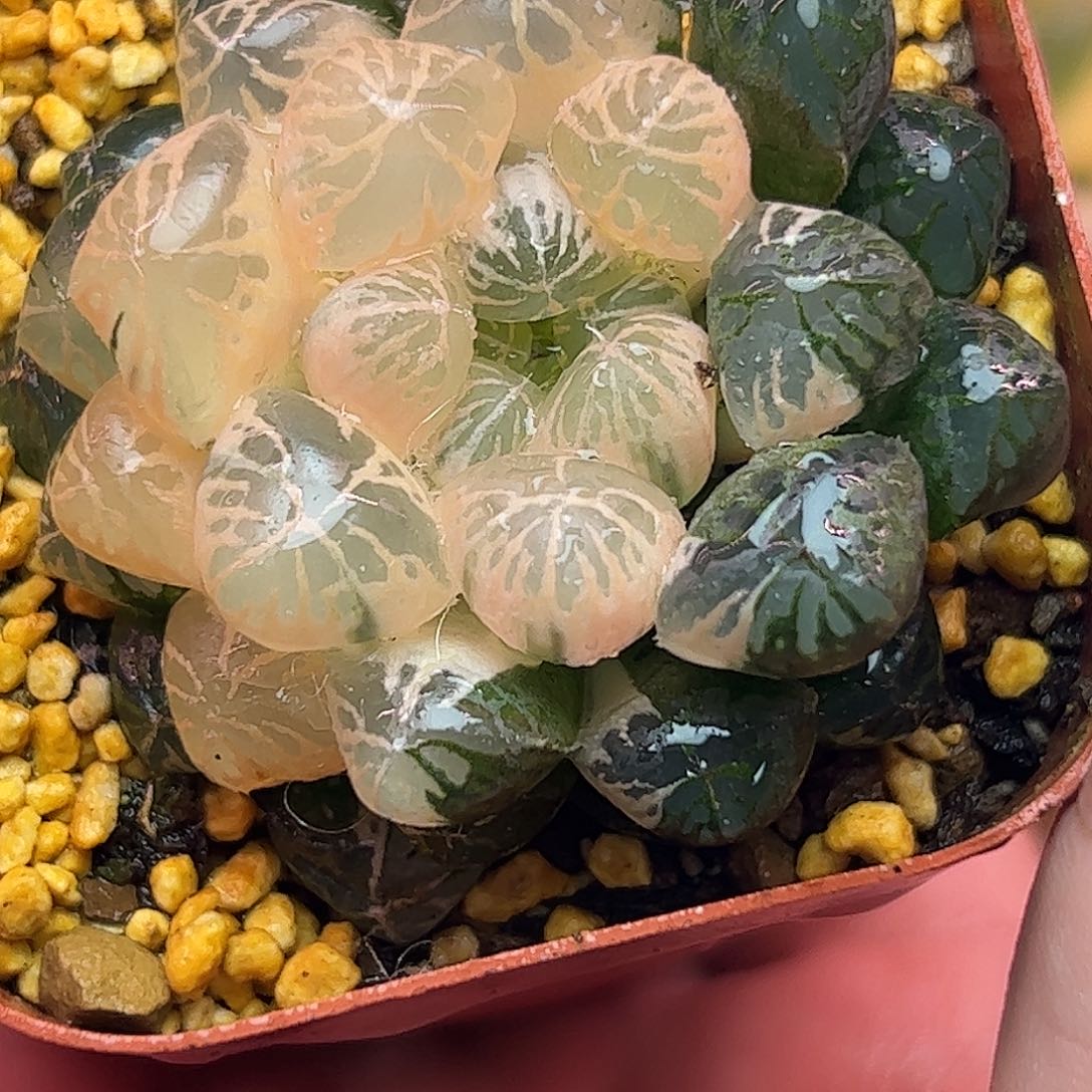 糊斑塑料皮锦十二卷多肉