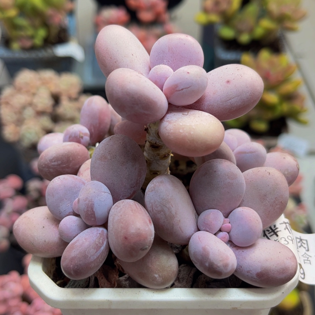 669水光针10cm多肉植物