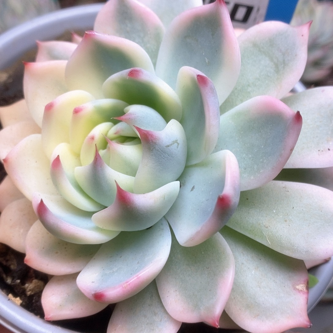 050锦锦锦锦锦锦锦