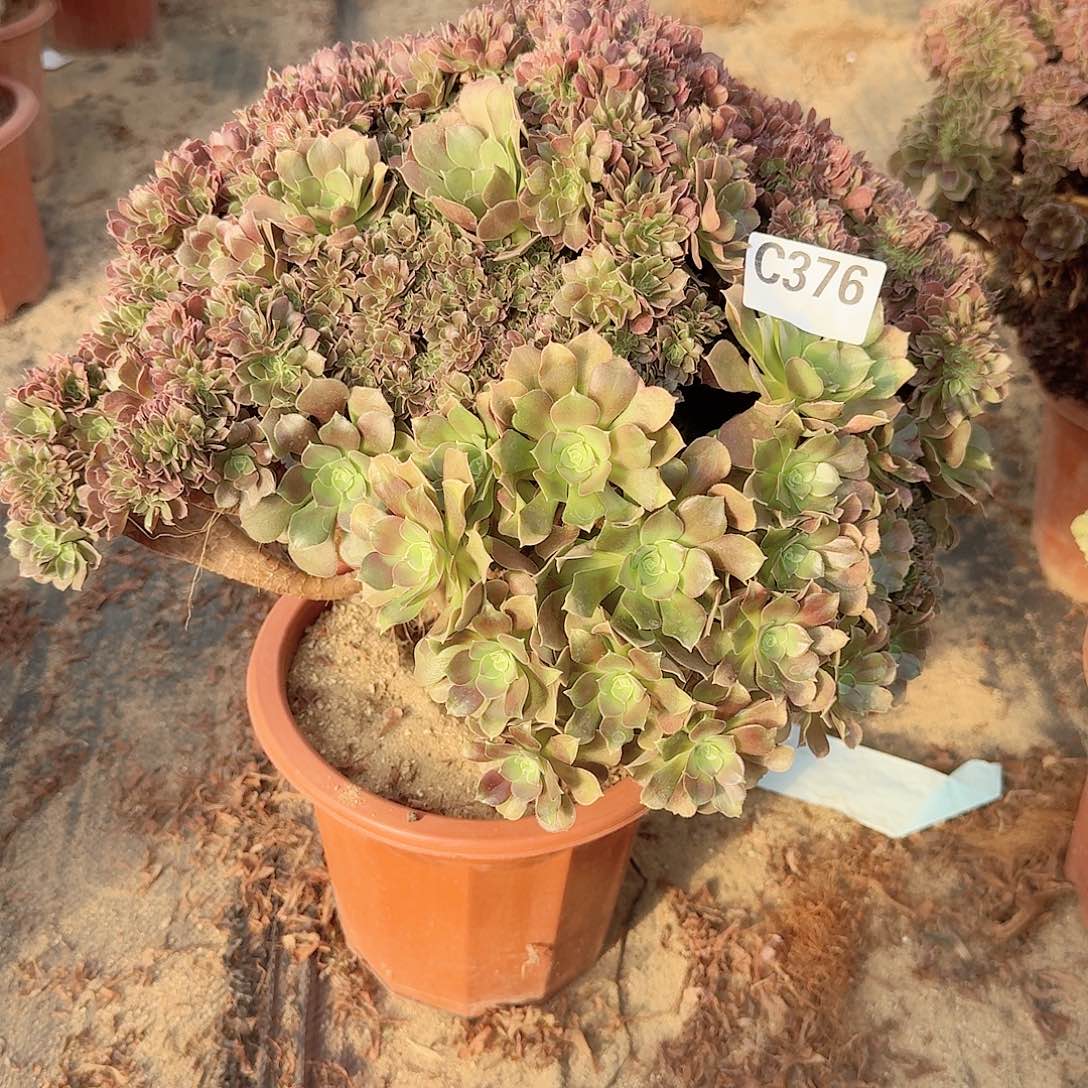 376玫瑰朵朵一颗呀呀