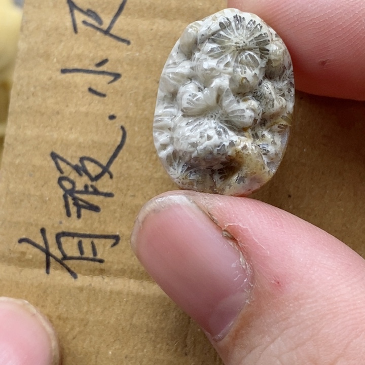 颈饰未镶嵌硅化珊瑚（珊瑚玉）