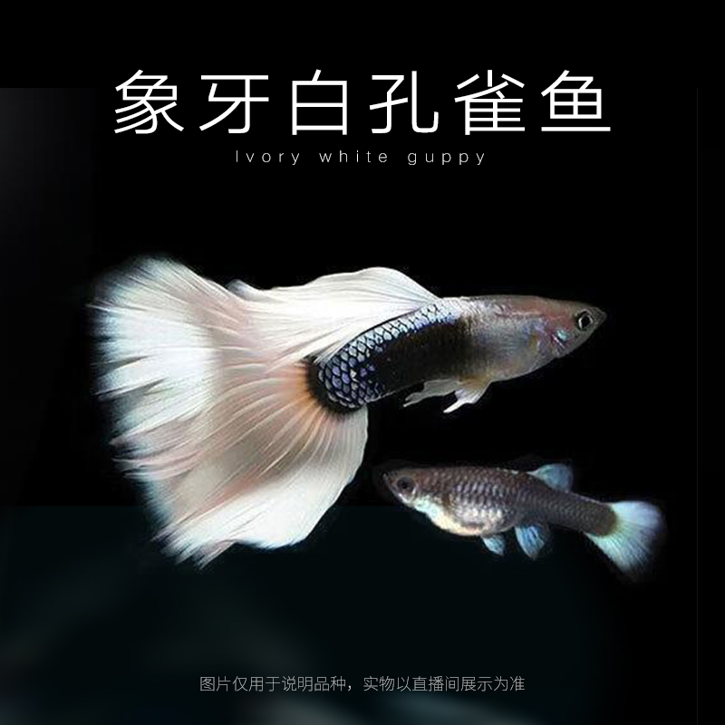 象牙白礼服孔雀鱼好养耐活淡水小型热带观赏可繁殖纯种鱼苗