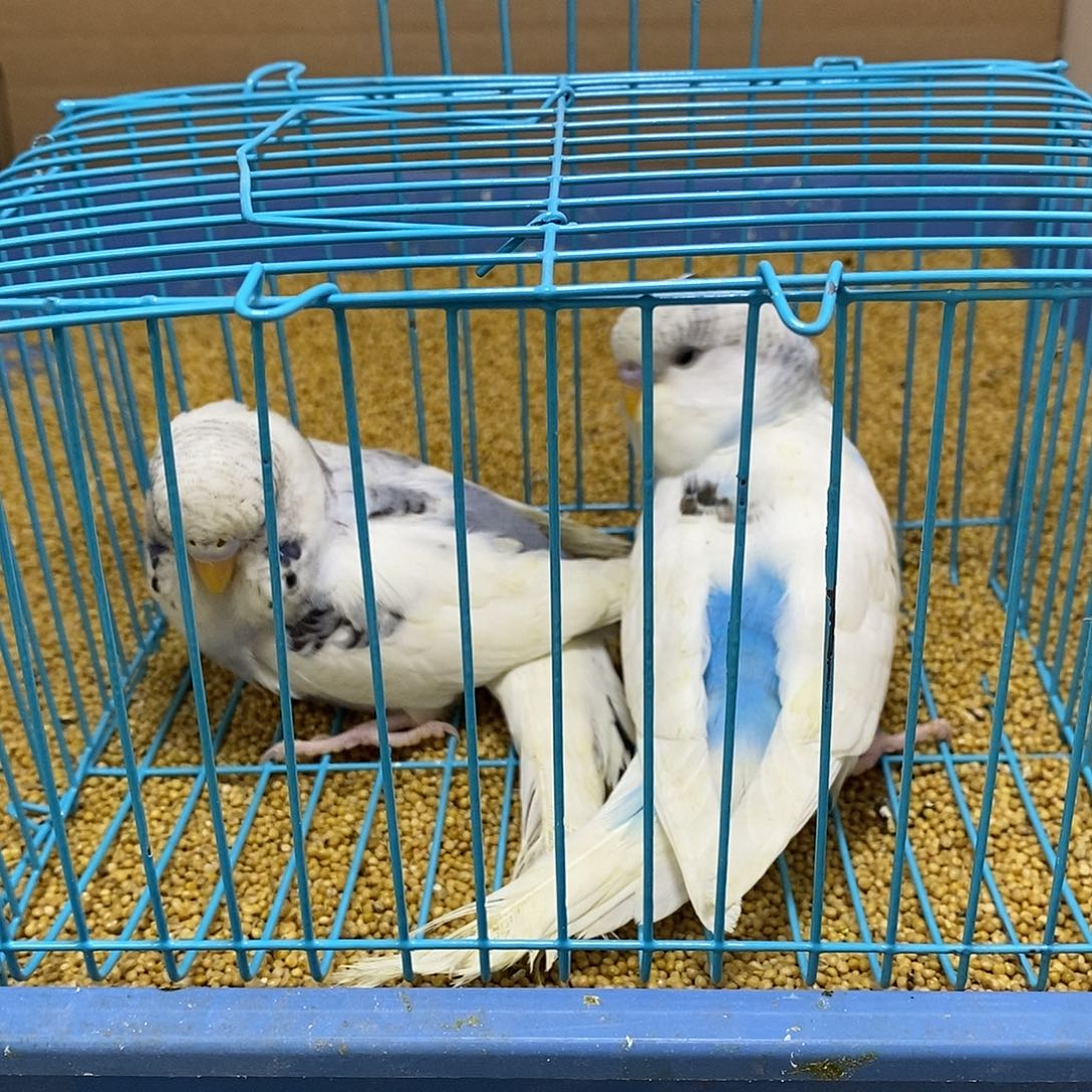 虎皮鹦鹉大头虎皮