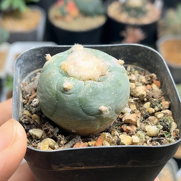 海鲜实生球一颗3.6公分