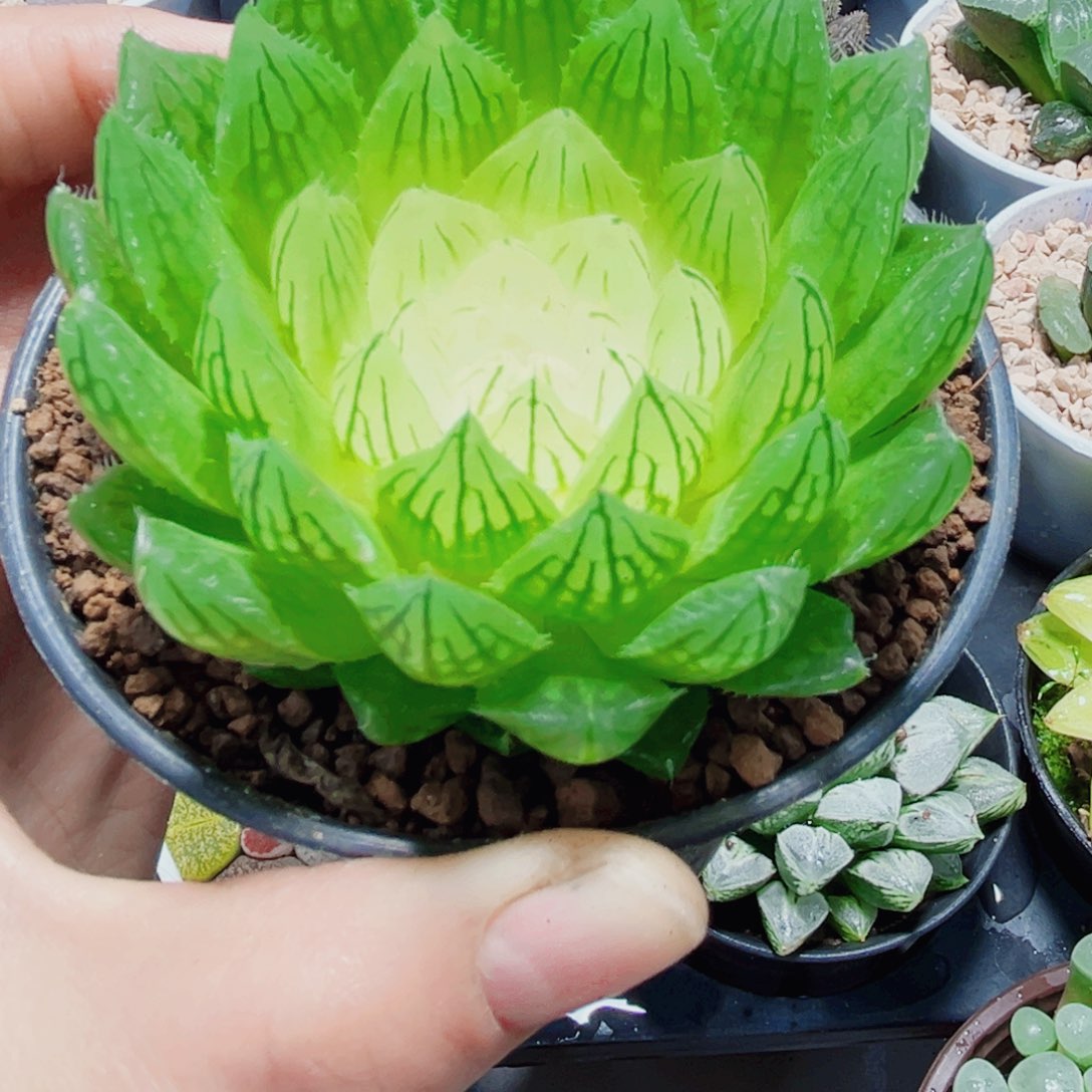 白莲花多肉植物66666