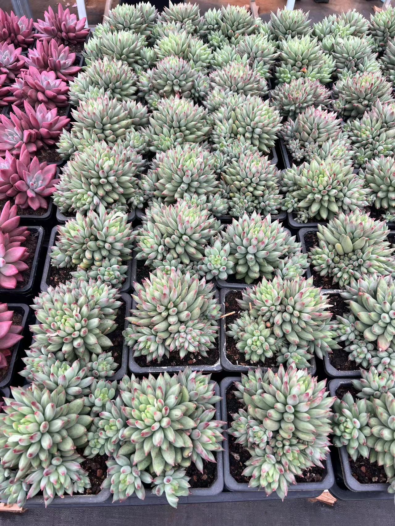 瀚宇精品多肉岩子群