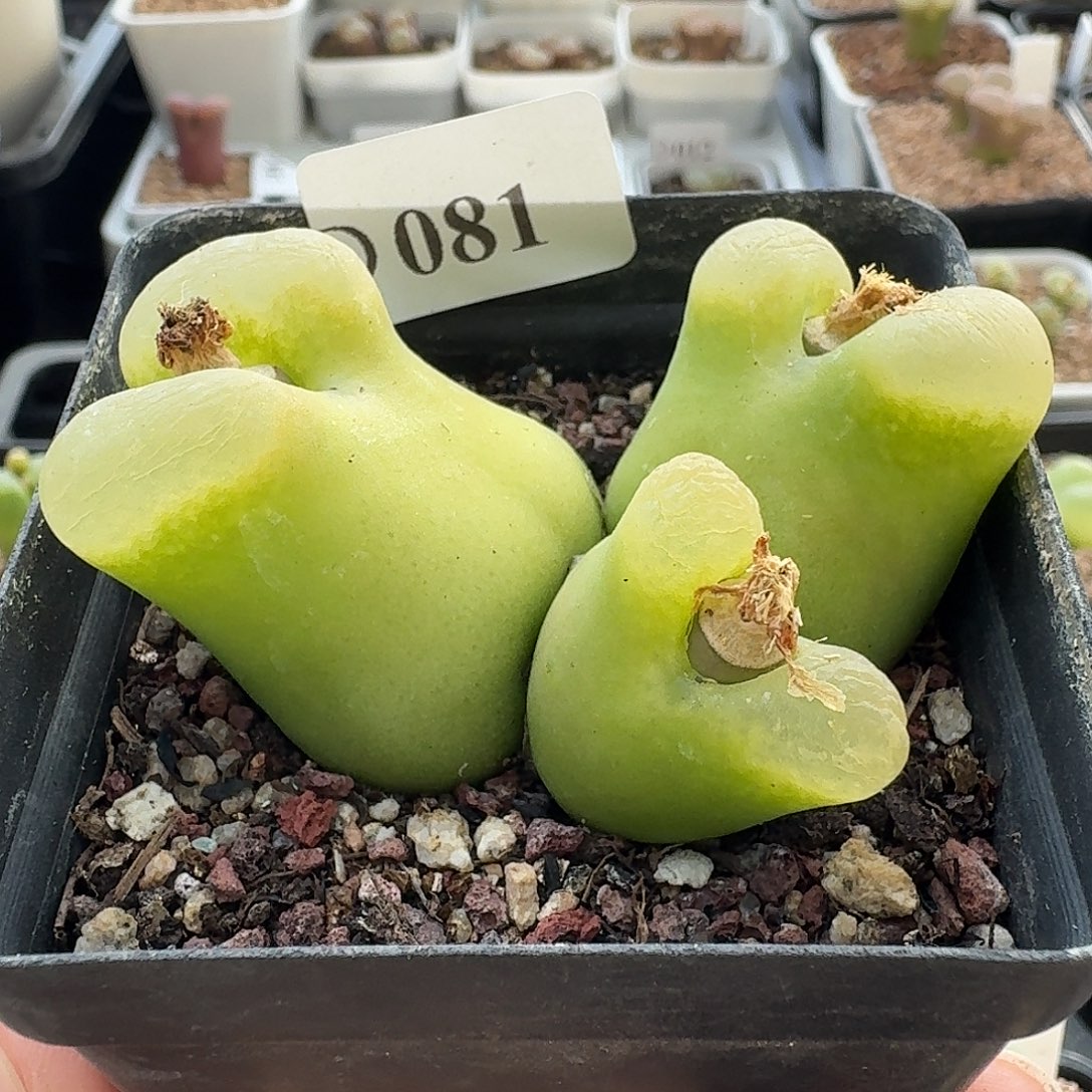 081三头毛汉尼哈哈哈哈哈哈哈