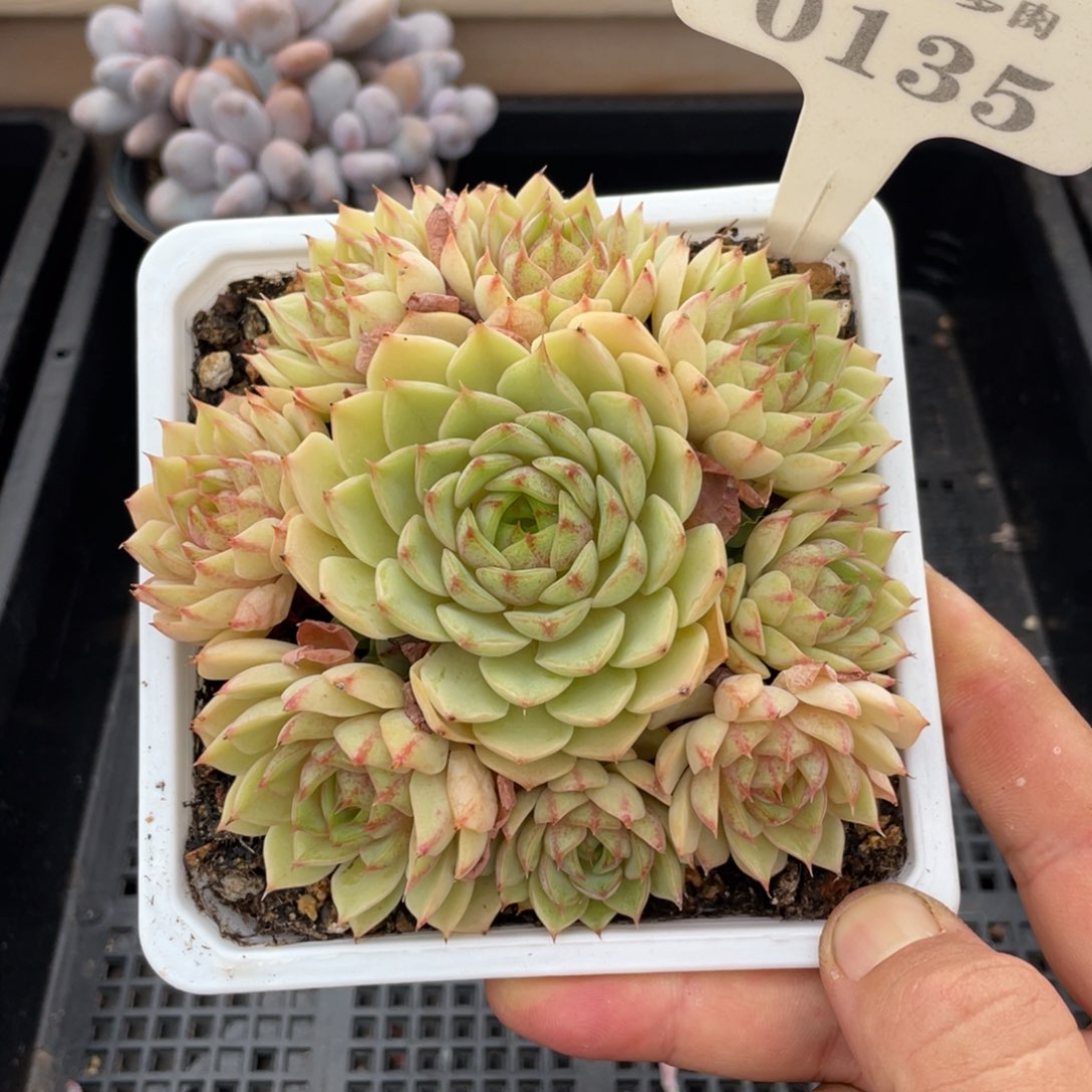 0135笨巴不带盆12厘米