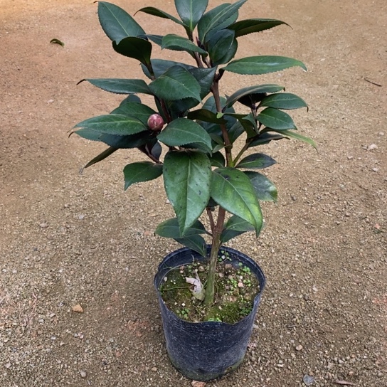 当前无花栽培后可以开花