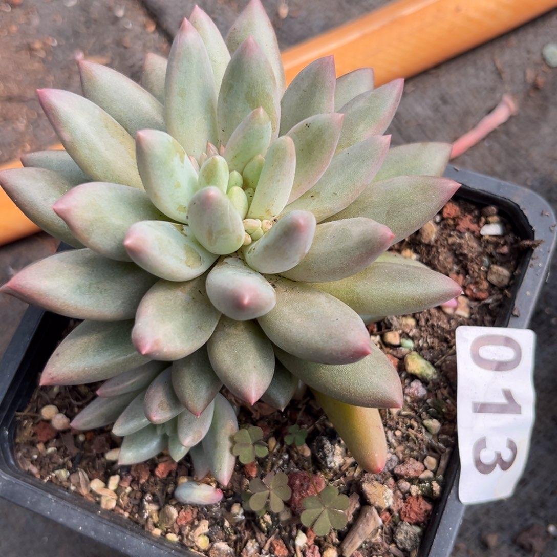水晶球多肉植物013