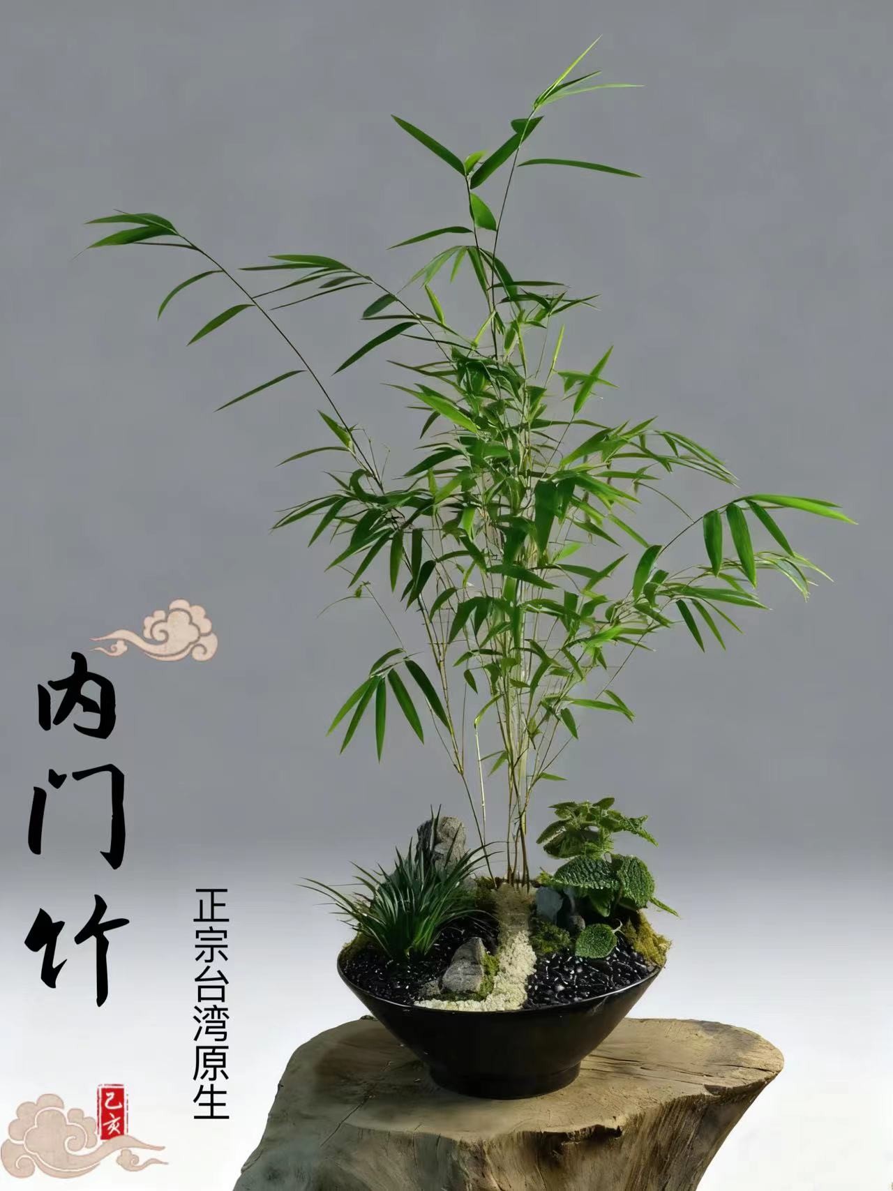台湾内门一物一拍室内四季常青内门竹十年孤竹