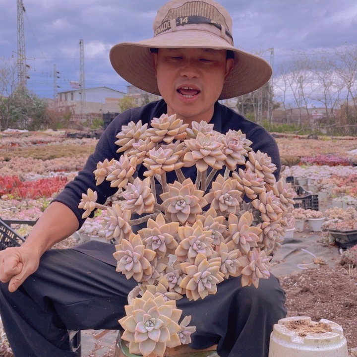 276淡雪缀化一物一拍微瑕