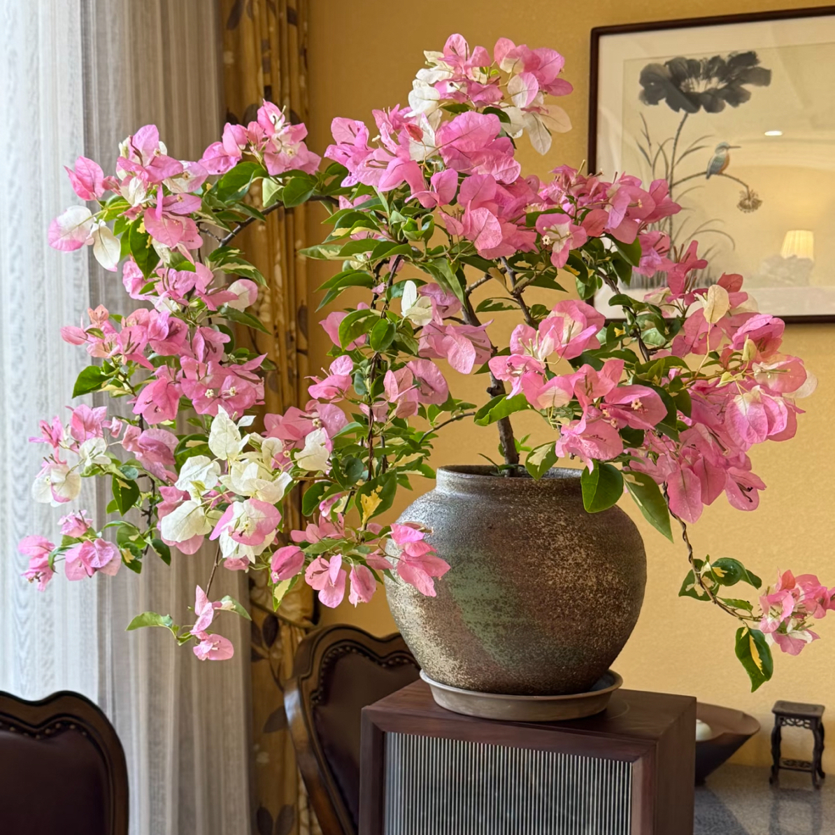 【金星橙白】三角梅稀有品种直播间一物一拍勤花好养室内室外阳台