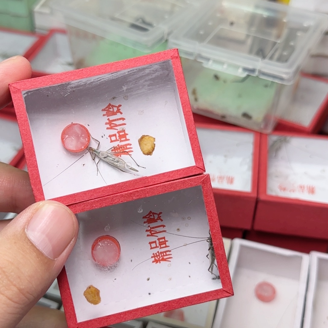 黑紫竹蛉2只       