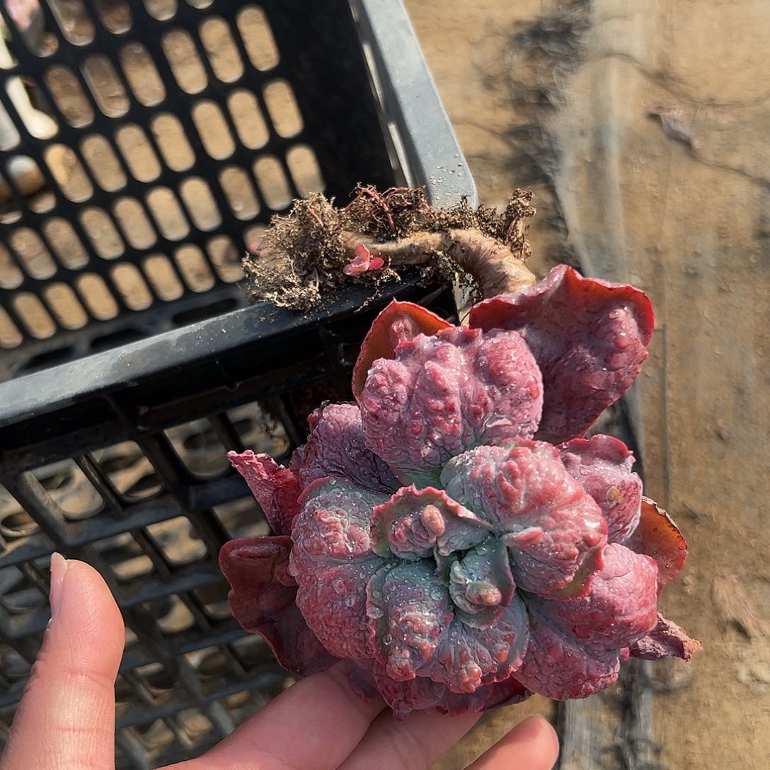 多肉植物全有石莲