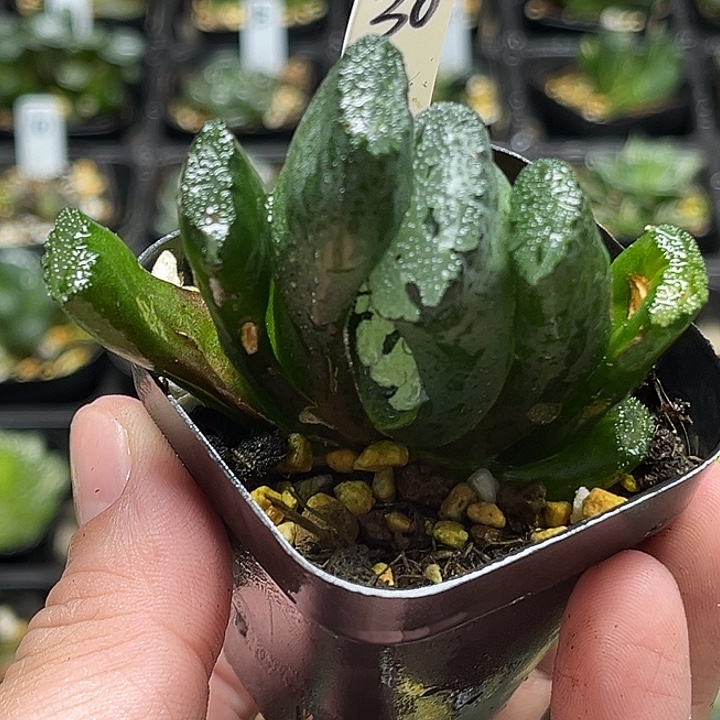 30大绳帝玉扇头家多肉十二卷