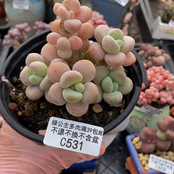 香水洛神老桩9cm531多肉植物