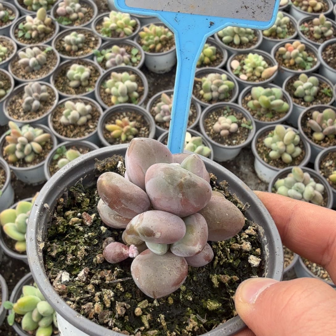 小****多肉植物漂亮多肉030