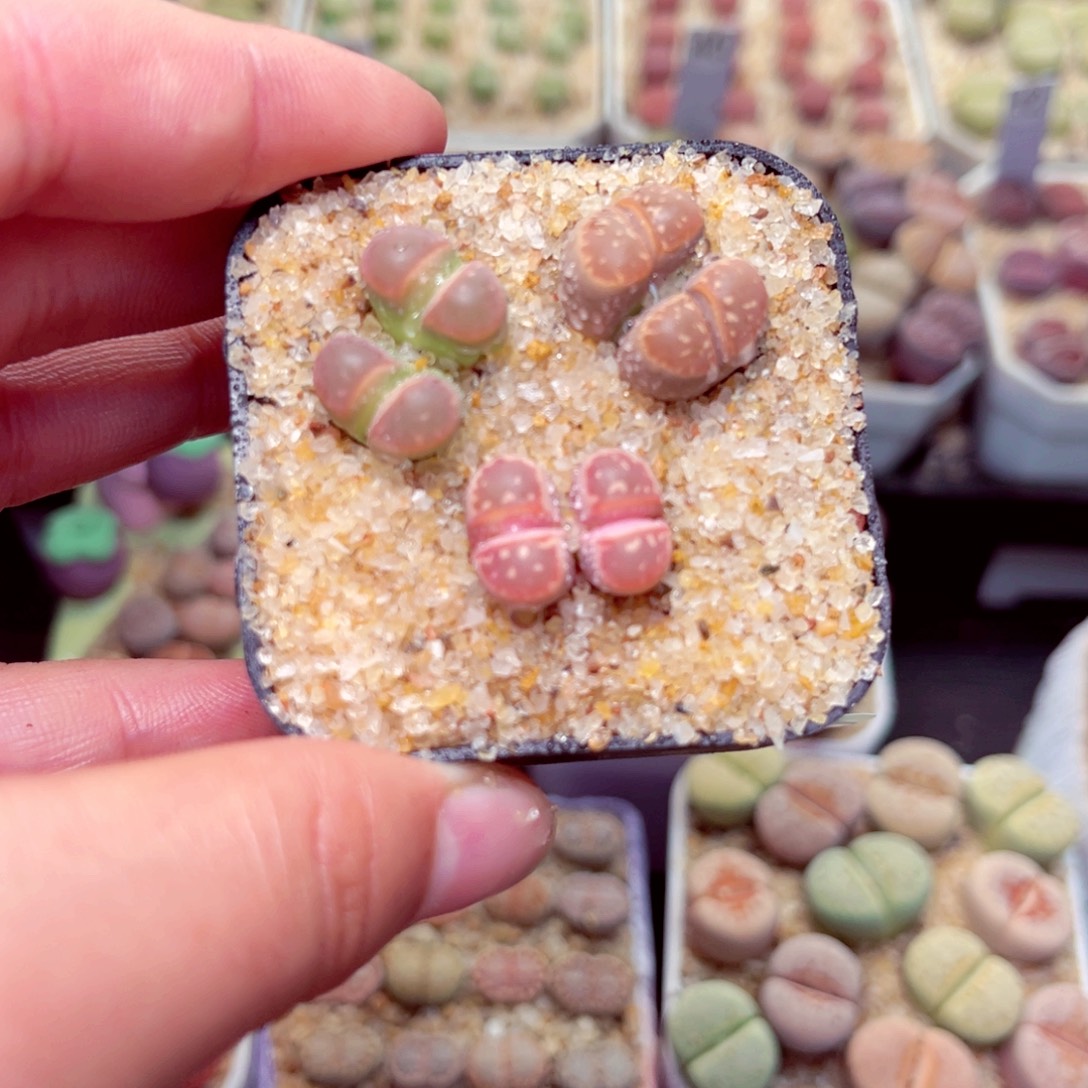 636号带盆包邮发货